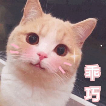 养宠物猫需要准备什么东西
