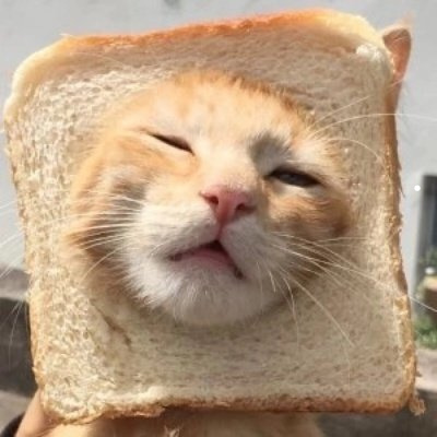脸又大又圆的猫是什么品种