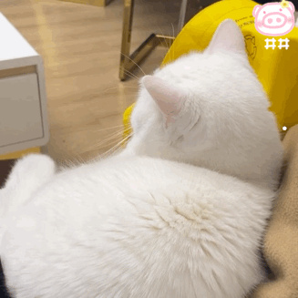 吵猫睡觉它会生气吗