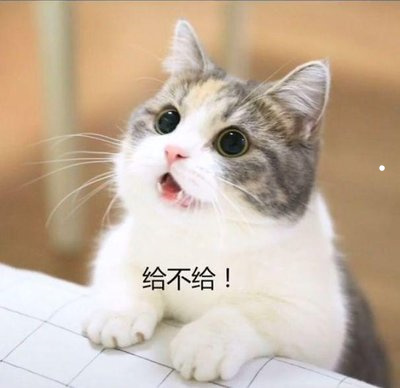 家里的猫不想养了怎么处置