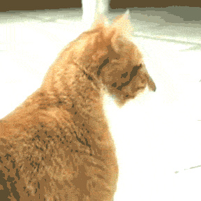 烟灰色美短猫值多少钱