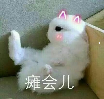 养猫容易得哪些疾病
