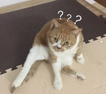 最好养的猫咪有哪些设备