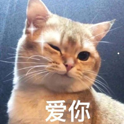 猫的图片可爱头像高清