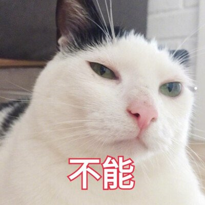 猫呼吸的时候咕噜咕噜