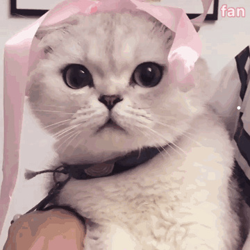 猫和人相处多久才会感情