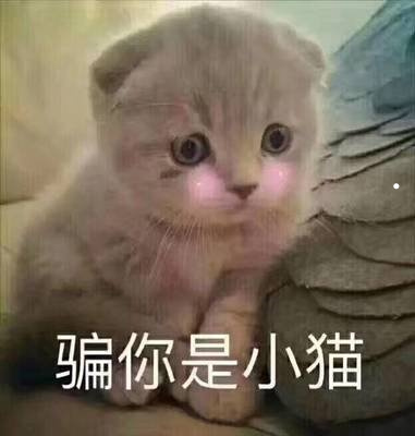 适合上班族养的小型犬不粘人