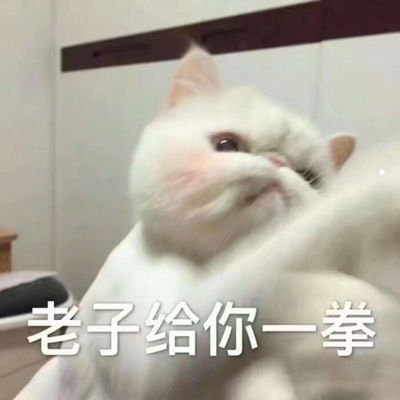 适宜家养的猫