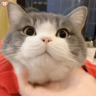 老鼠最烦的音乐