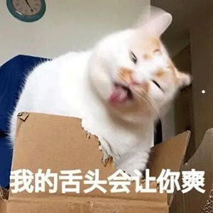 给猫咪播放猫咪的声音