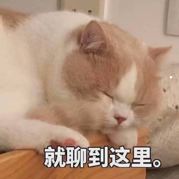 猫咪为什么喜欢和人睡觉