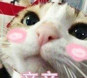 女孩子适合养的宠物