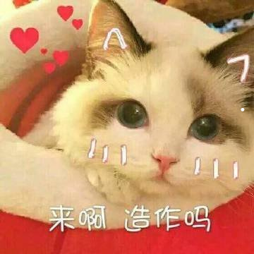 相狗经中最好的狗图片