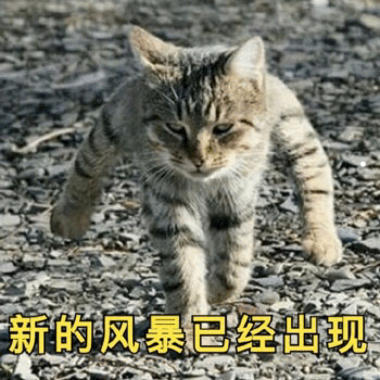 动物猫图片大全可爱