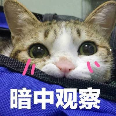 猫咪为什么喜欢主人喂食