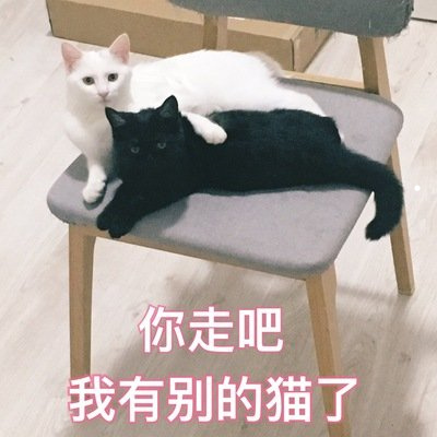 好养的小型猫有哪些