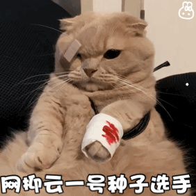 纯种虎斑猫图片