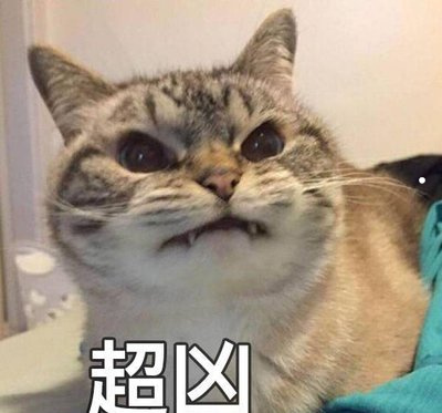 养猫喂食注意事项