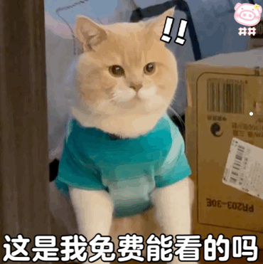 活过5年的英短