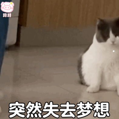 银渐层不让摸