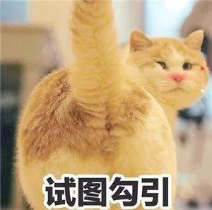 小猫抓伤人十天很健康有事吗