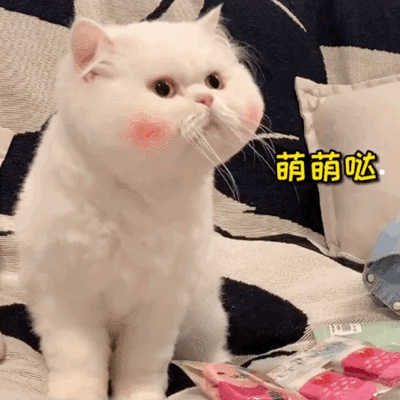手被宠物猫抓破皮要打针吗