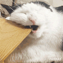 猫的介绍资料列数字