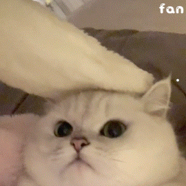 黑猫亲近你是不祥之兆吗