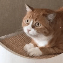 关于猫的资料简单介绍