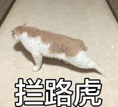 美短啥性格