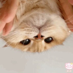公猫母猫怎么看出来