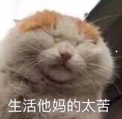 猫最可爱