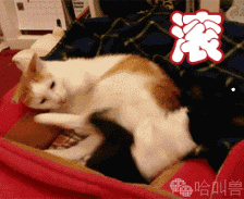 绿萝怎么养才能好