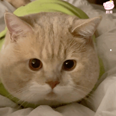 把猫崽全卖了猫妈妈会怎么样