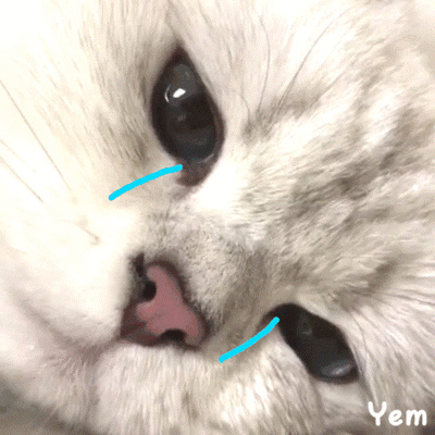 猫的毛一拽就掉一大把