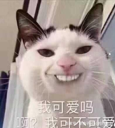 猫的资料详细介绍