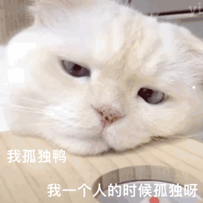 看图识别狗狗的品种