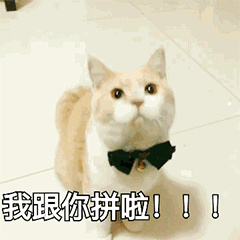 普通家猫图片小的