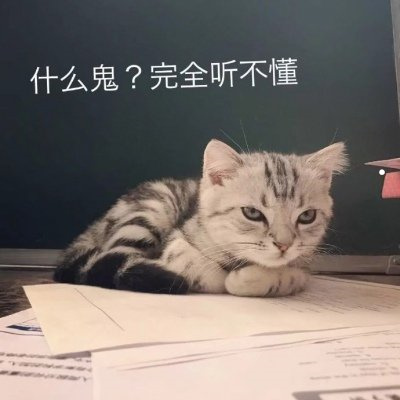 什么样的人适合养猫