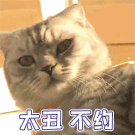 胖头猫是什么品种