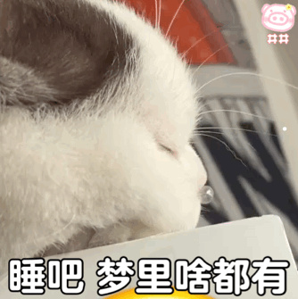 最适合新手养的动物