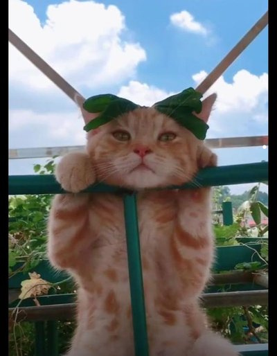 学猫叫歌曲视频儿童版