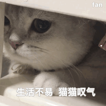 图片猫