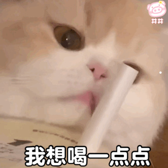 主流猫品种