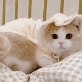 猫的性格特征和特点