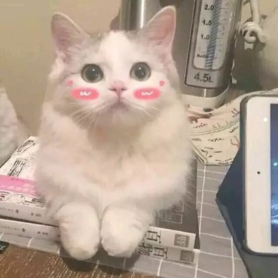 用猫袋给猫洗澡咋能洗干净