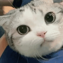 被家猫咪抓了轻微出血了
