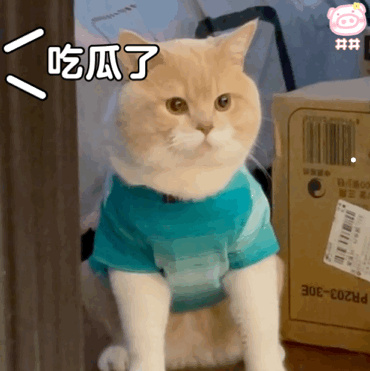 什么最旺狗