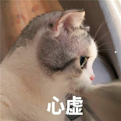 美短虎斑价格大概在多少
