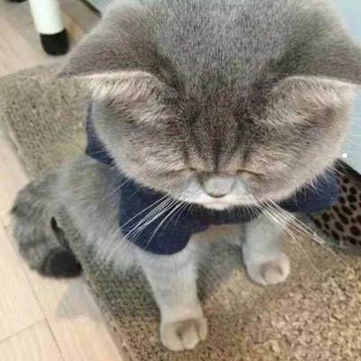 成都最大的猫舍